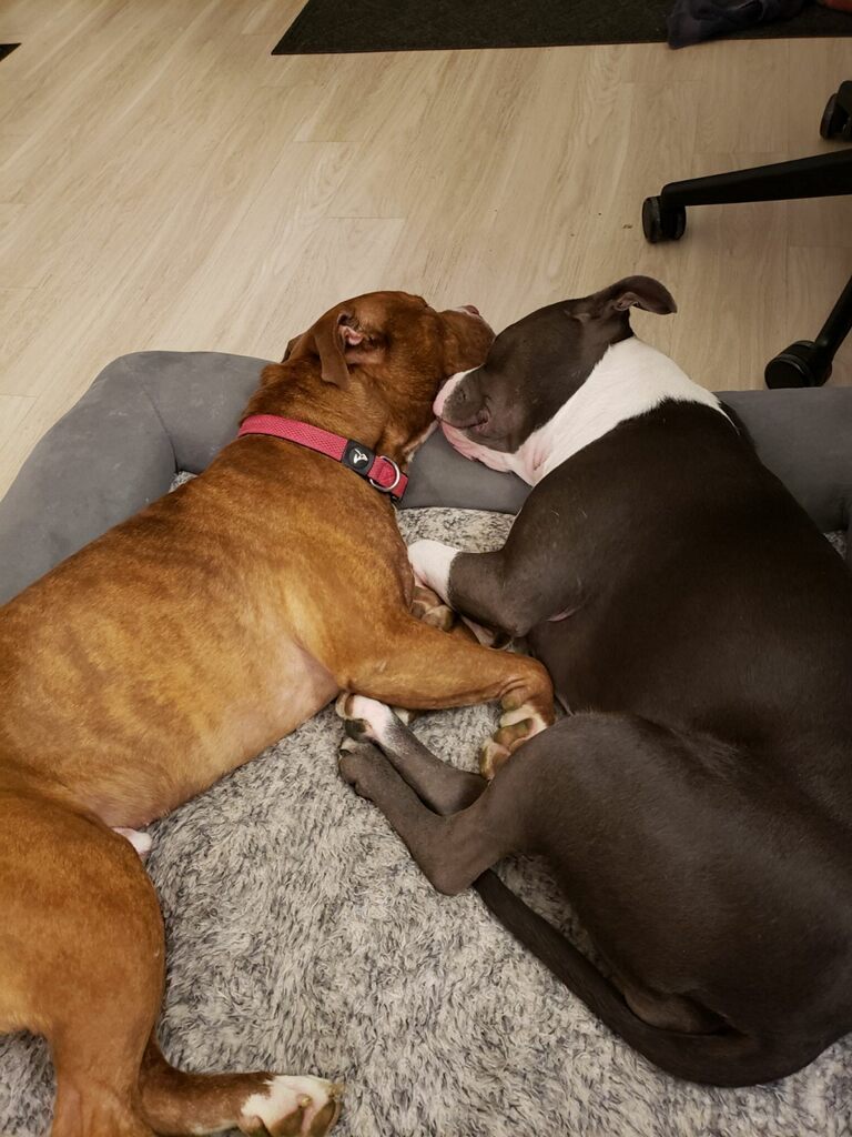 Bruno Bear, a Adoptable American Staffordshire Terrier in Gilroy, CA image 3/6