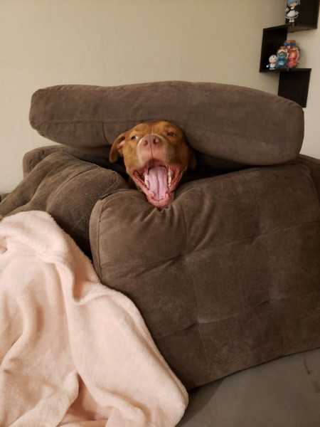 Bruno Bear, Young Male American Staffordshire Terrier