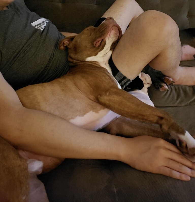 Bruno Bear, a Adoptable American Staffordshire Terrier in Gilroy, CA image 4/6