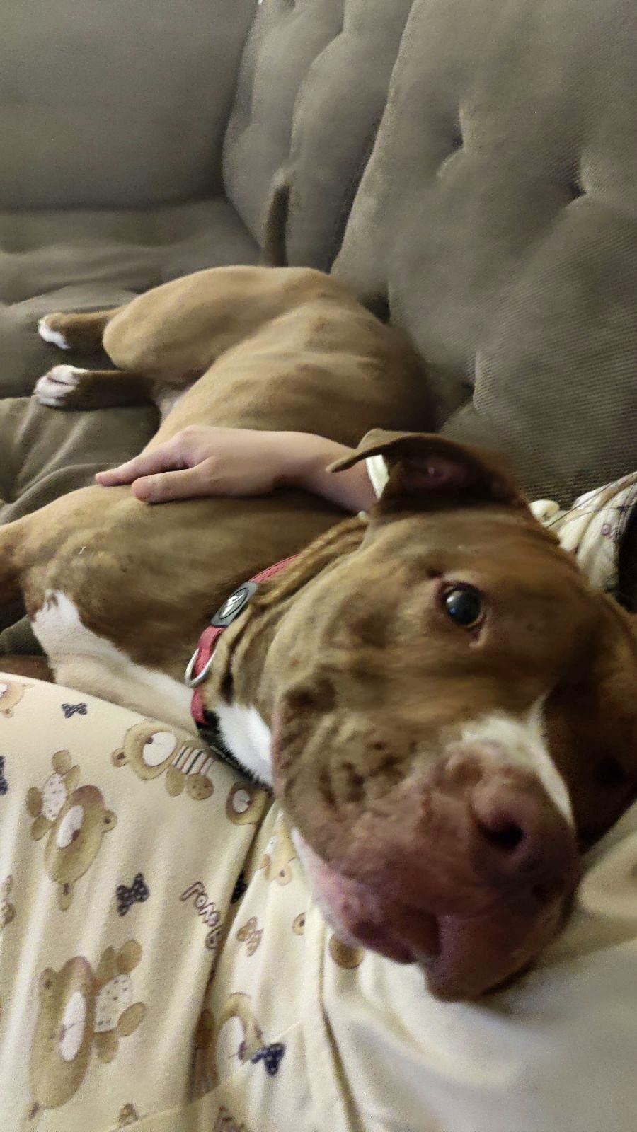 Bruno Bear, a Adoptable American Staffordshire Terrier in Gilroy, CA image 5/6