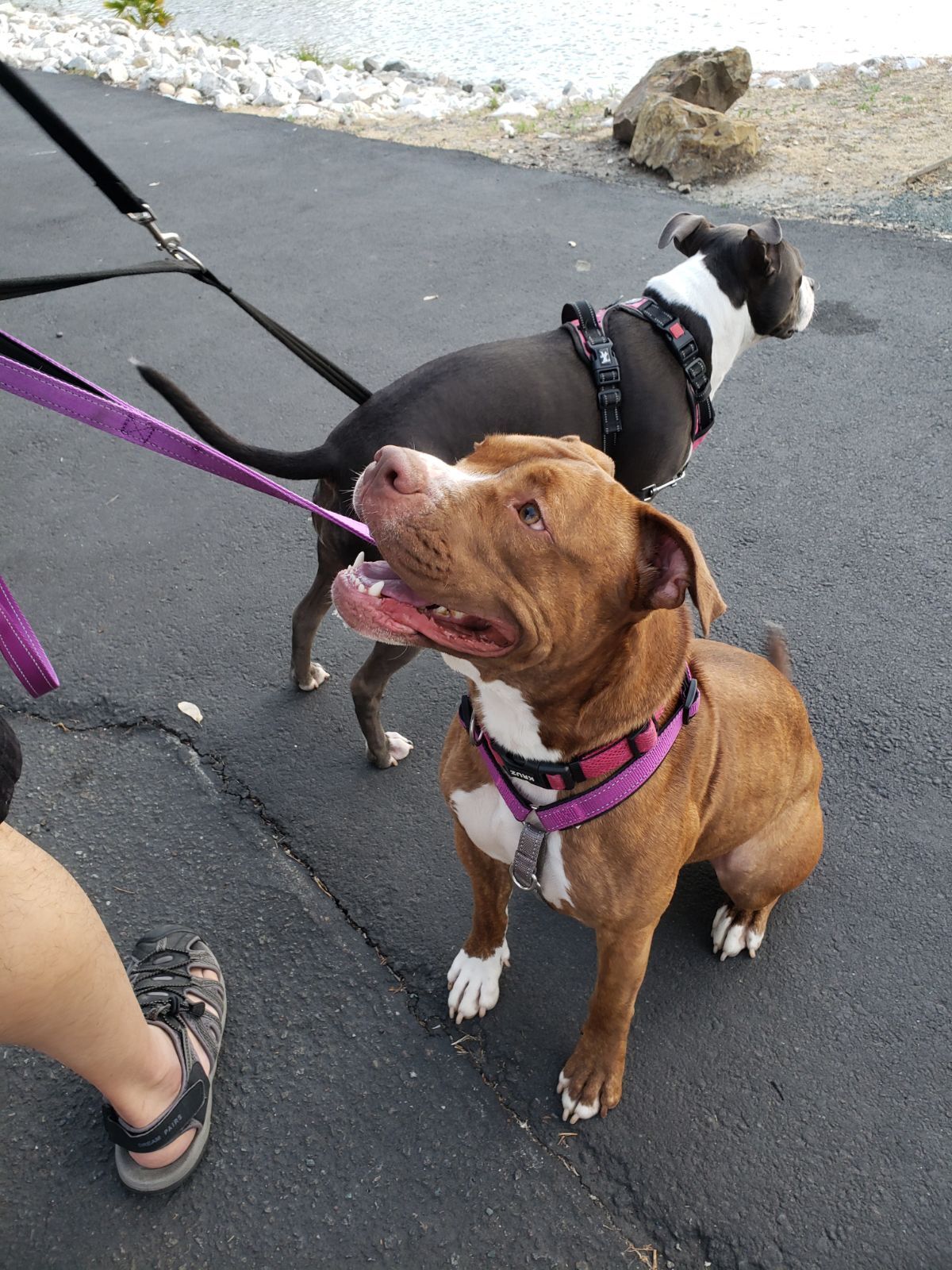 Bruno Bear, an adoptable American Staffordshire Terrier in Gilroy, CA, 95020 | Photo Image 6