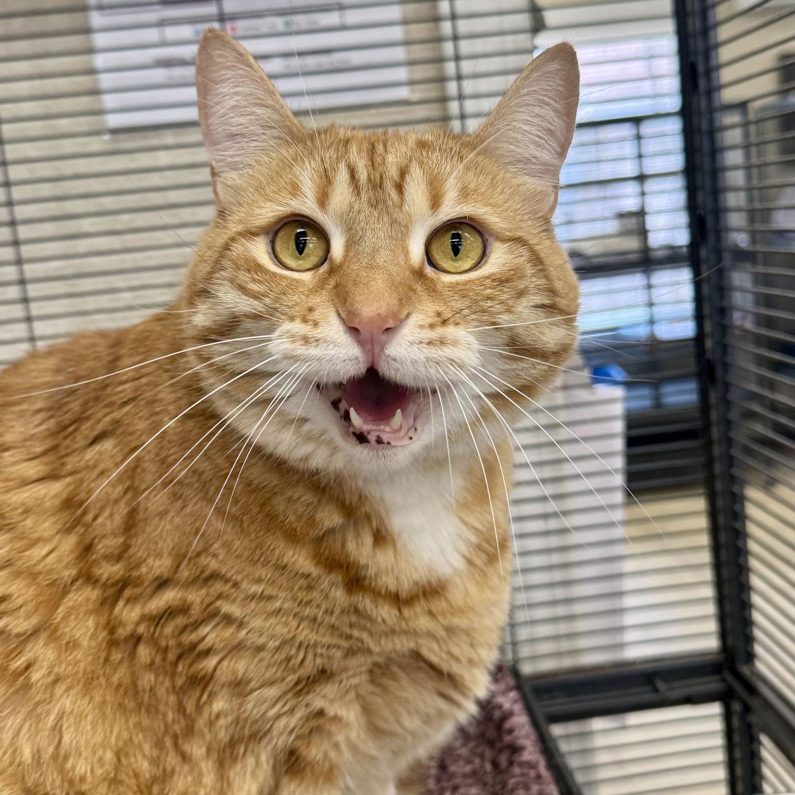 Enlarge Gracie, a Adoptable mixed breed in Winchendon, MA image 1/3