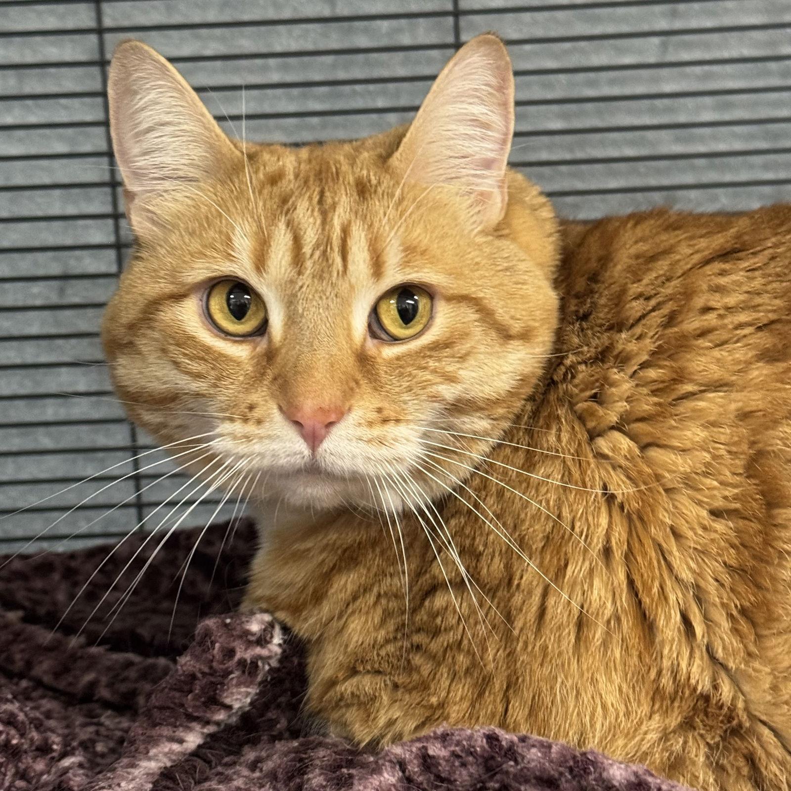 Gracie, Adoptable, Adult Female Domestic Short Hair & Tabby.