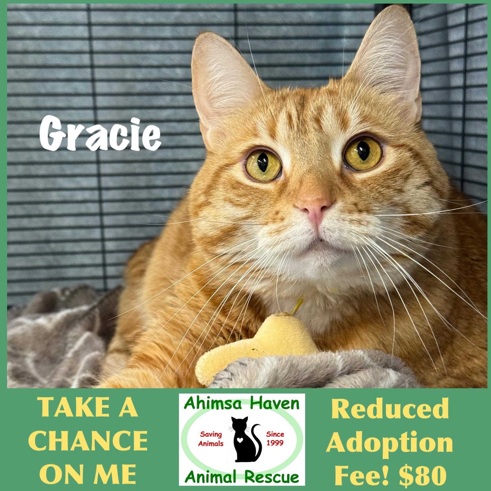 Gracie, a Adoptable mixed breed in Winchendon, MA image 3/3