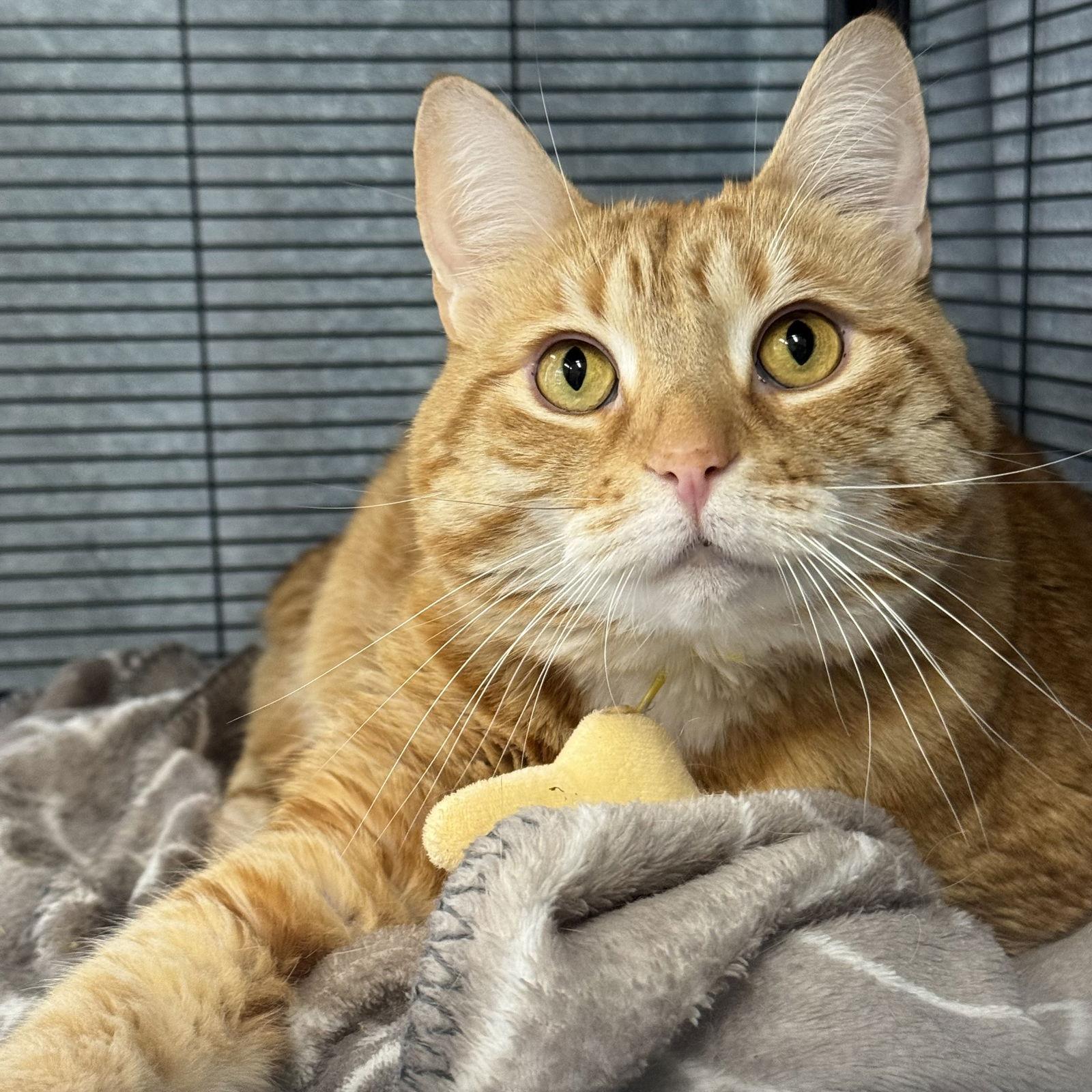 Enlarge Gracie, a Adoptable mixed breed in Winchendon, MA image 3/3