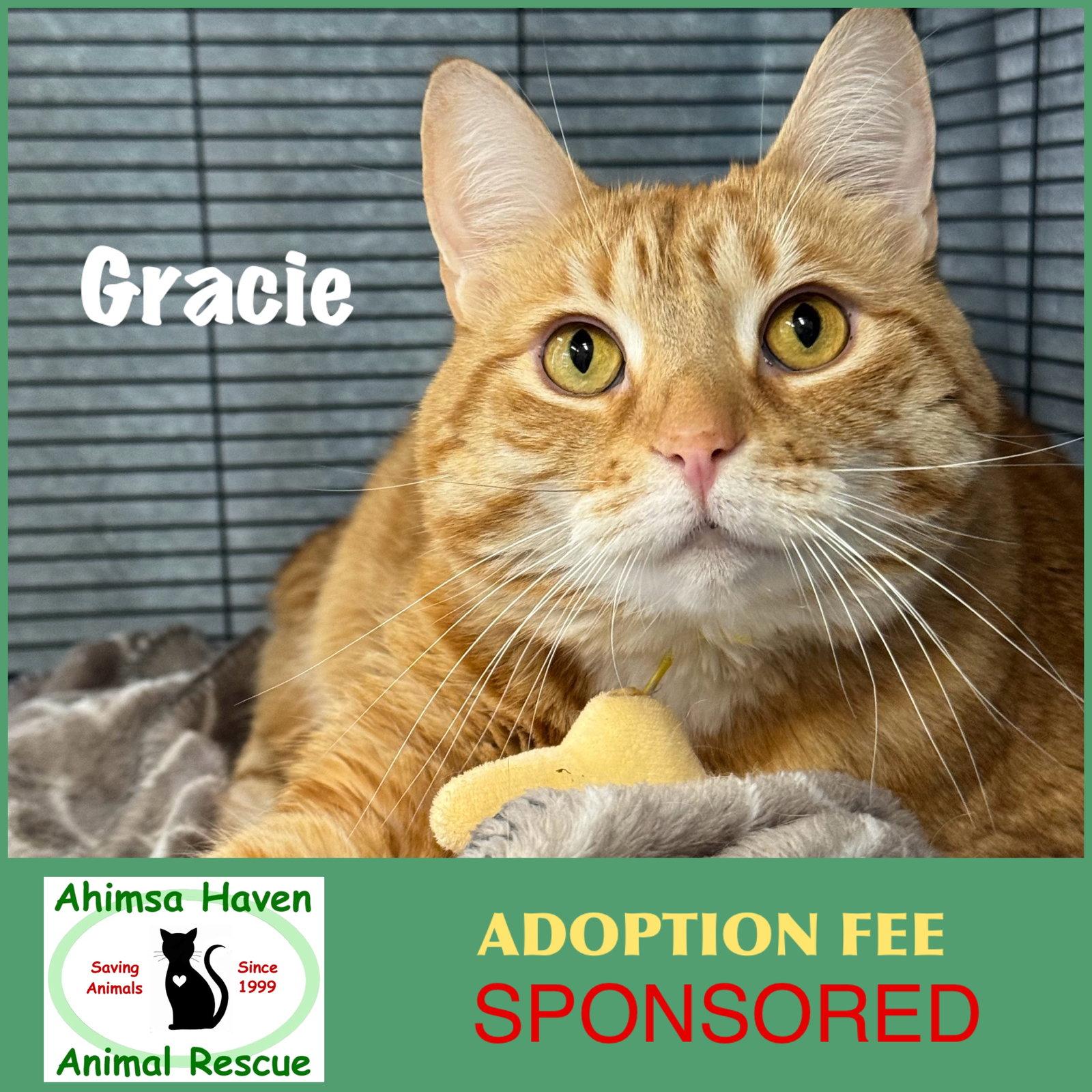Gracie, a Adoptable mixed breed in Winchendon, MA image 3/3