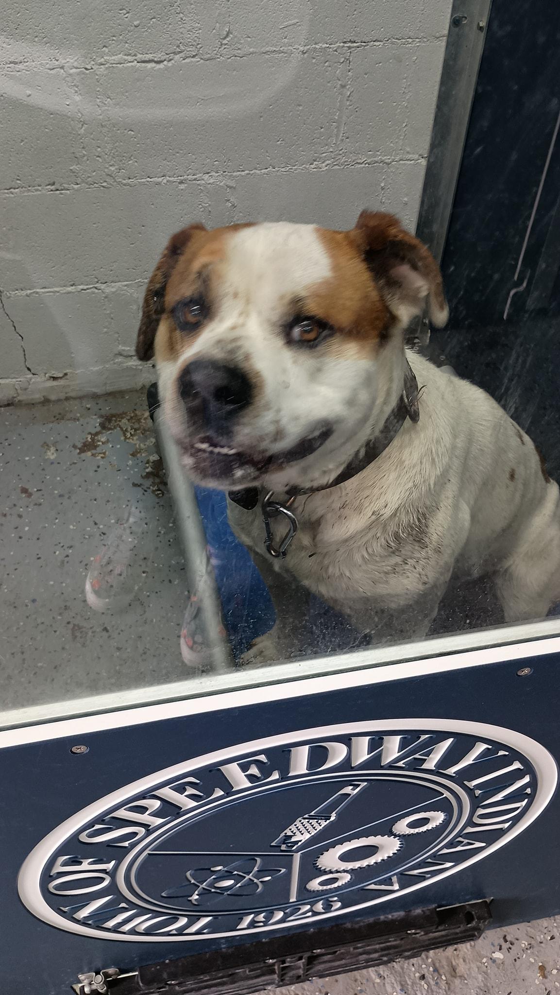 Champ, Adoptable, Adult Male American Bulldog.