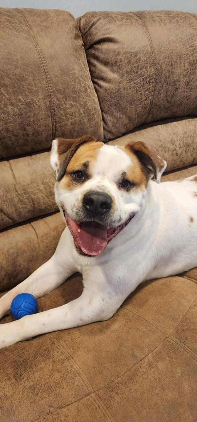 Champ, Adoptable, Adult Male American Bulldog.