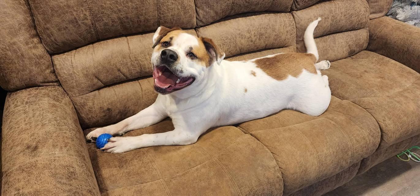 Enlarge Champ, a Adoptable mixed breed in Speedway, IN image 3/5