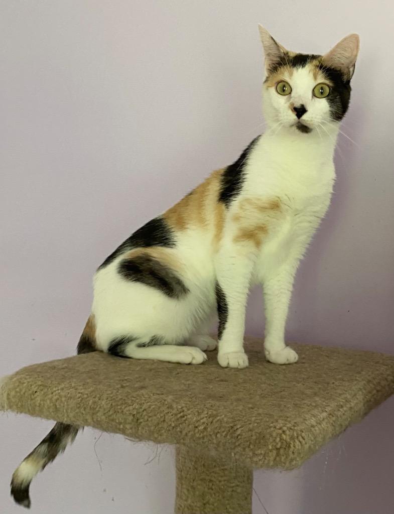 Violet, a Adoptable mixed breed in Cumming, GA image 2/3