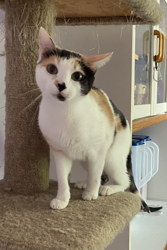 Violet, a Adoptable mixed breed in Cumming, GA image 3/3