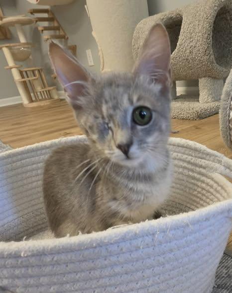 Enlarge Peeky & Boo, a Adopted Domestic Short Hair in Fort Mill, SC image 2/3
