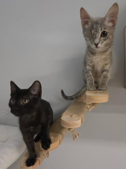 Peeky & Boo, Adopted, Kitten Female Domestic Short Hair.