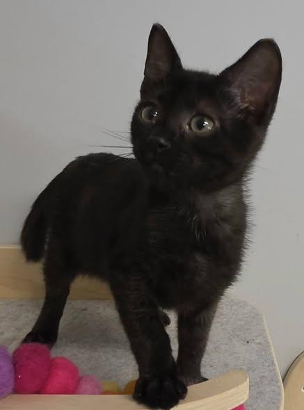 Enlarge Peeky & Boo, a Adopted Domestic Short Hair in Fort Mill, SC image 3/3