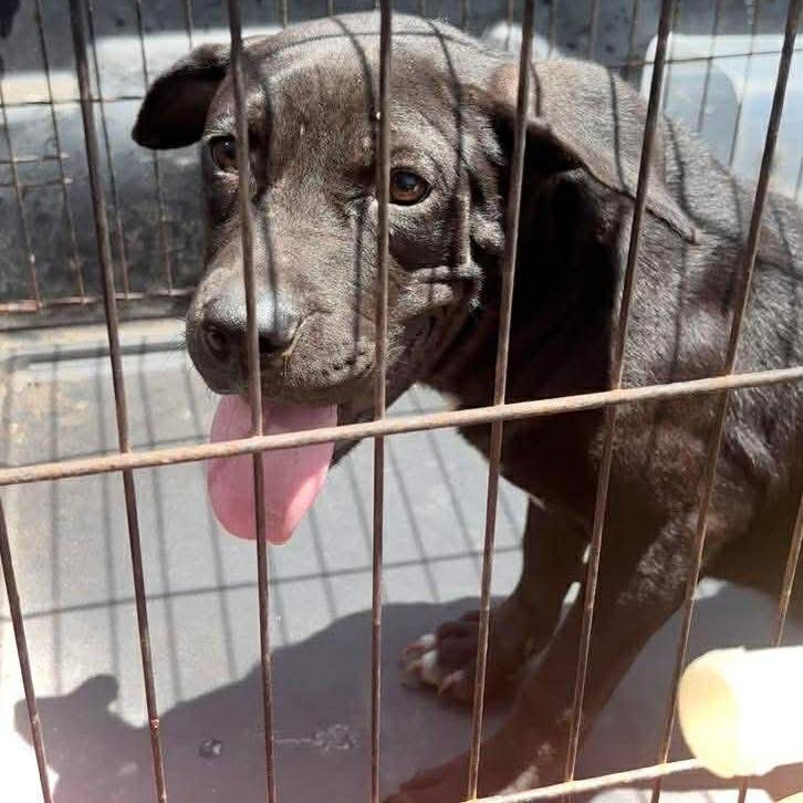 Aurora, Adoptable, Adult Female Mixed Breed.