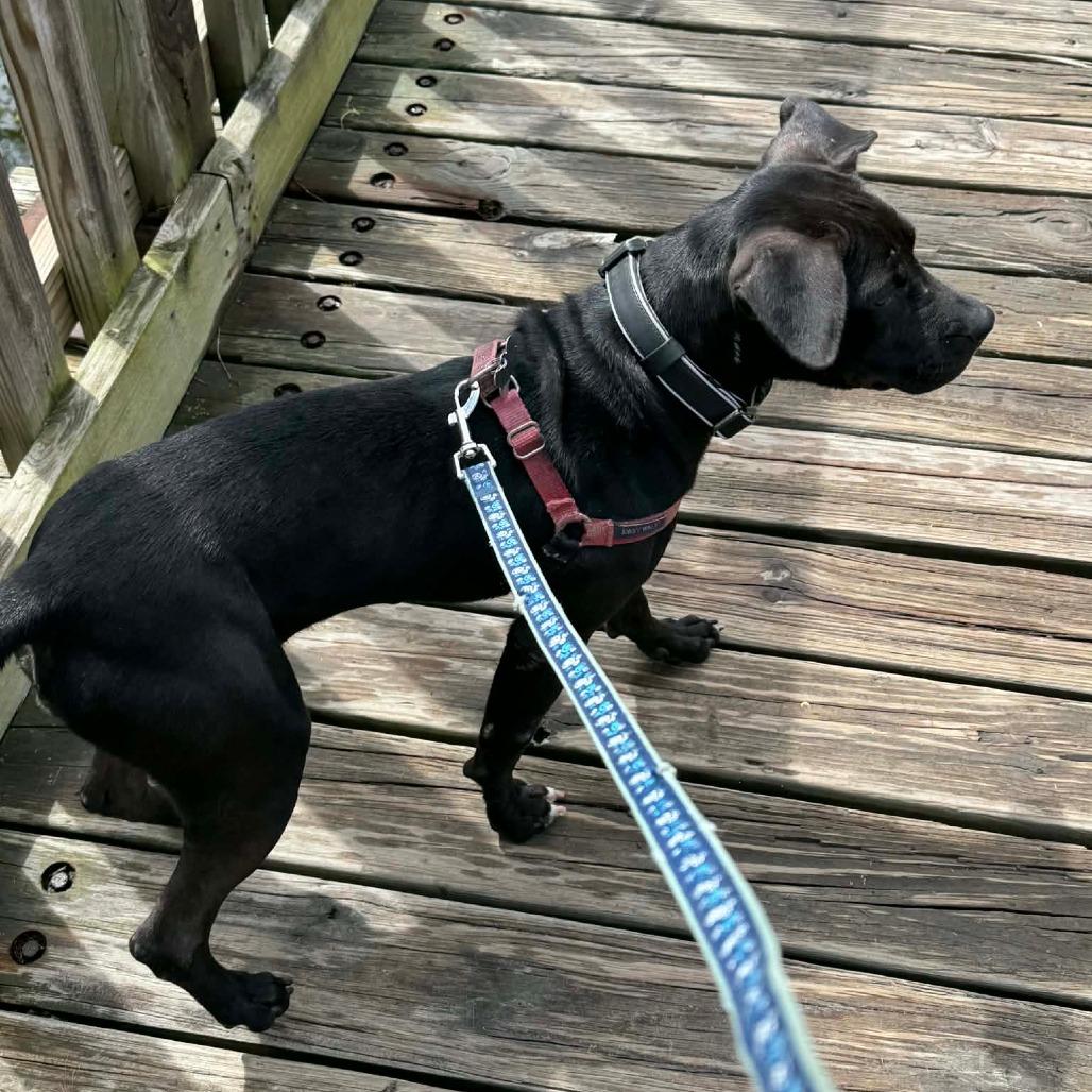 Enlarge Aurora, a Adoptable Mixed Breed in Frederiksted, VI image 2/6