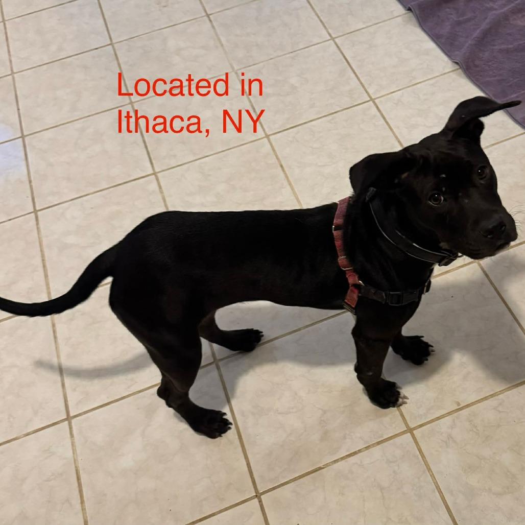 Enlarge Aurora, a Adoptable Mixed Breed in Frederiksted, VI image 3/6