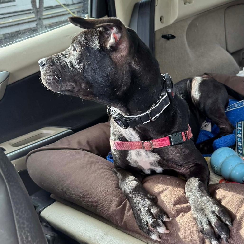 Enlarge Aurora, a Adoptable Mixed Breed in Frederiksted, VI image 4/6