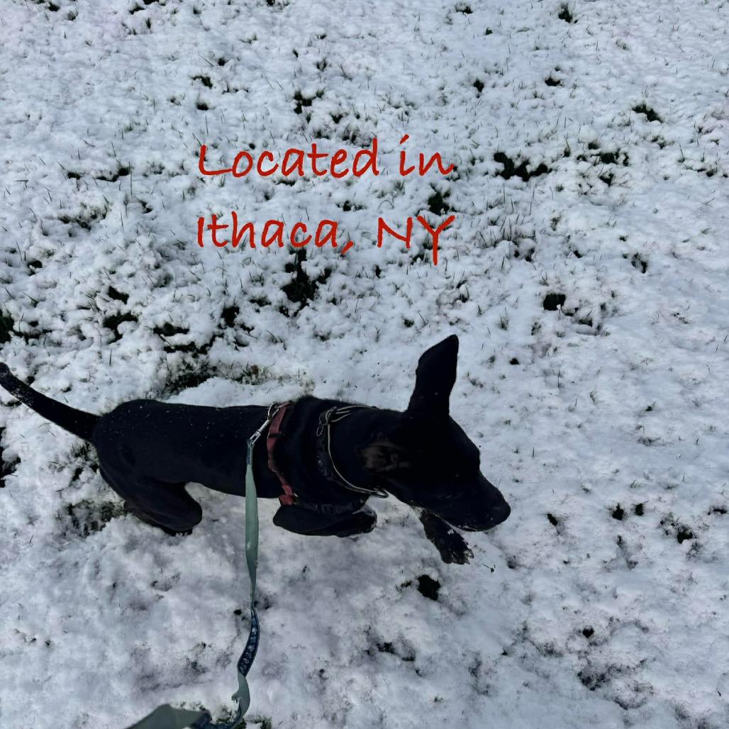 Enlarge Aurora, a Adoptable Mixed Breed in Frederiksted, VI image 6/6