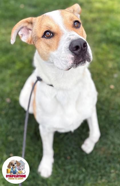 Alex, a Adoptable mixed breed in Phoenix, AZ image 1/3