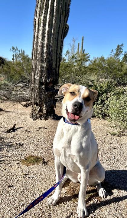 Alex, a Adoptable mixed breed in Phoenix, AZ image 3/3