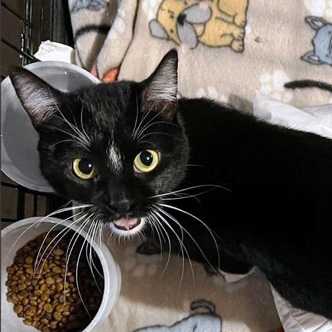 Enlarge Splinda, an adopted Domestic Short Hair in Salt Lake City, UT image 2/2