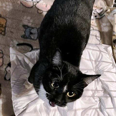 Enlarge Splinda, an adopted Domestic Short Hair in Salt Lake City, UT image 1/2