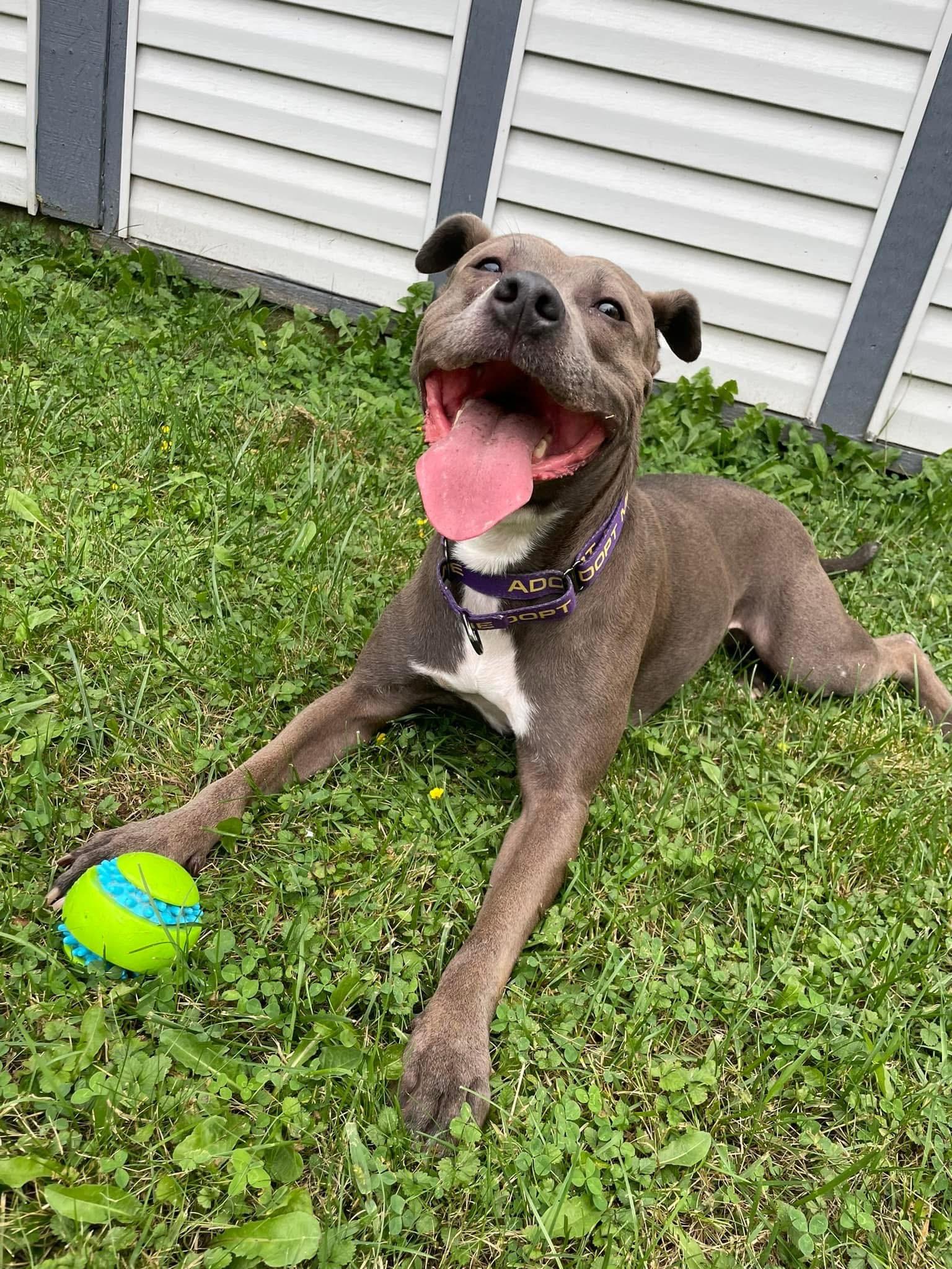 Enlarge Roxie, a Adoptable mixed breed in Roachdale, IN image 3/5