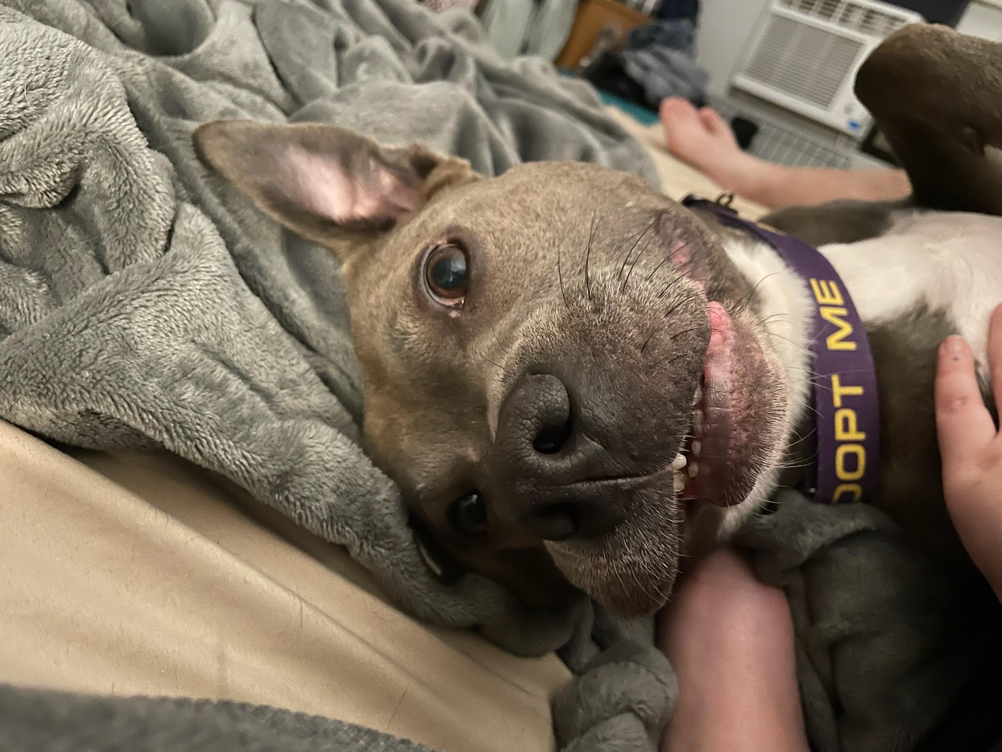 Enlarge Roxie, a Adoptable mixed breed in Roachdale, IN image 4/5