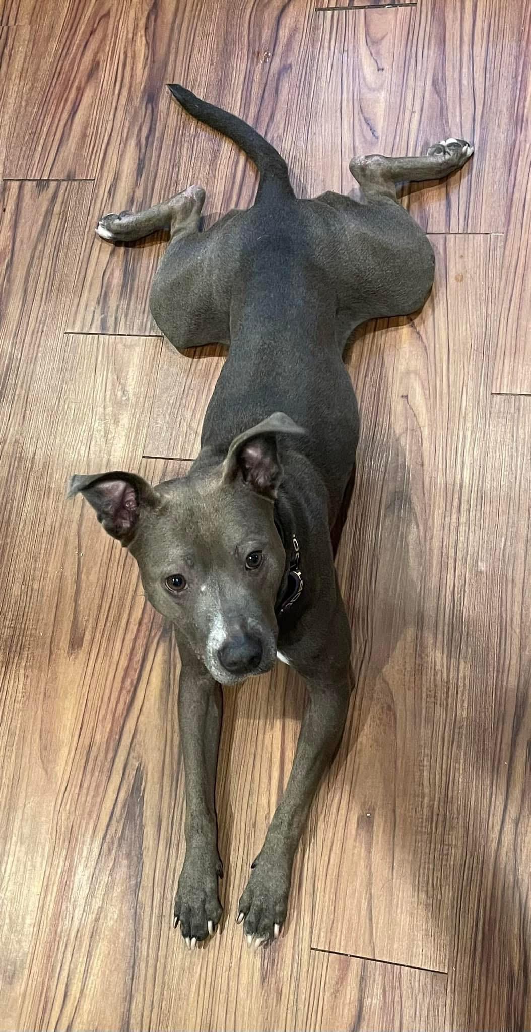 Roxie, Adoptable, Young Female American Bulldog.