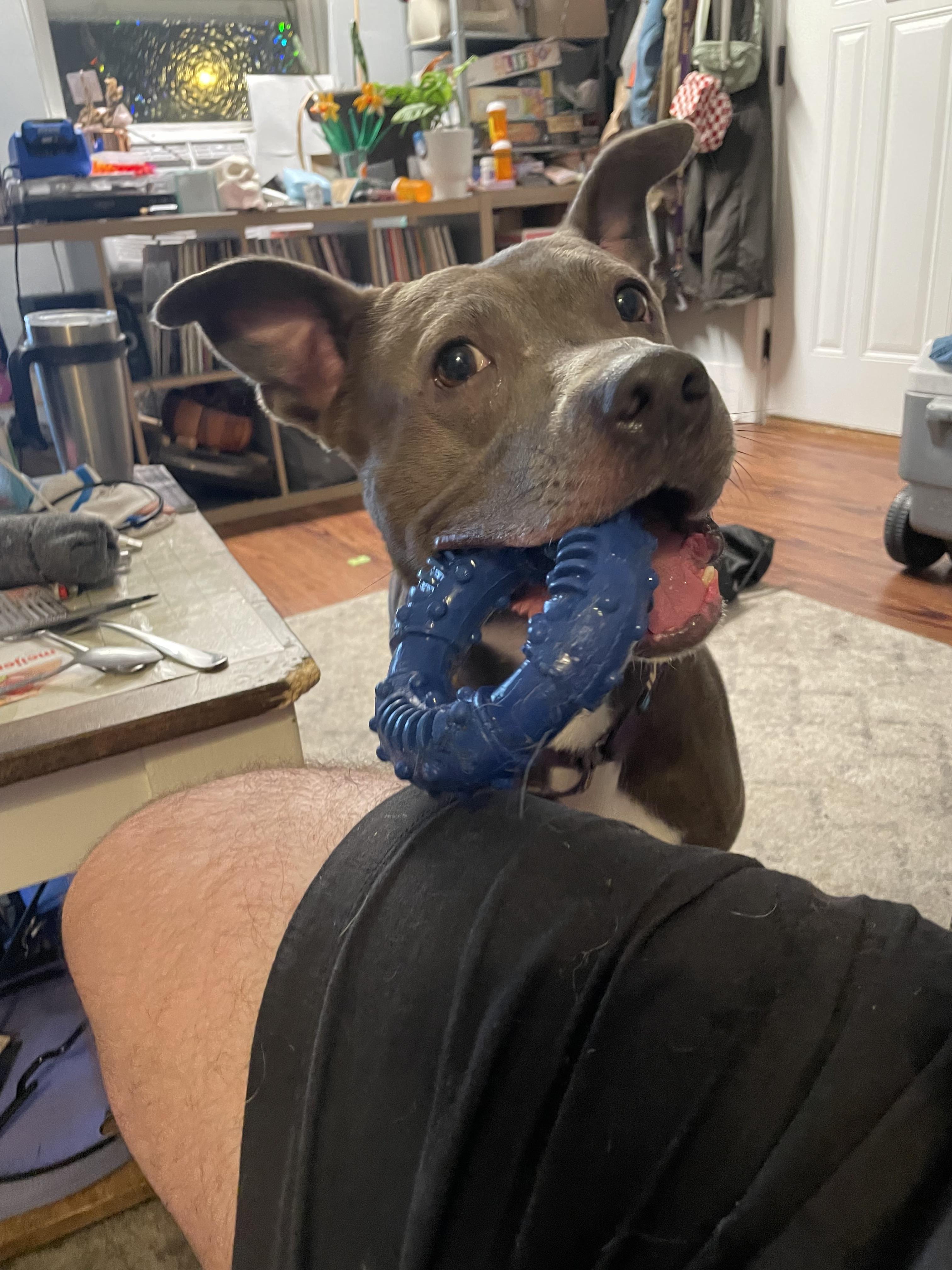 Enlarge Roxie, a Adoptable mixed breed in Roachdale, IN image 5/5