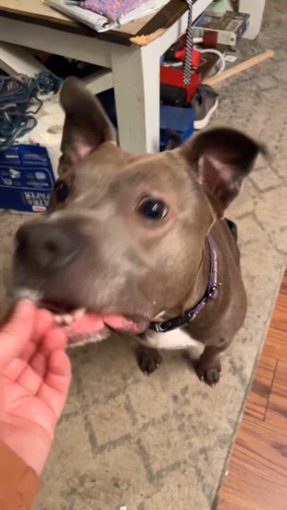 Enlarge Roxie, a Adoptable mixed breed in Roachdale, IN video 2/5