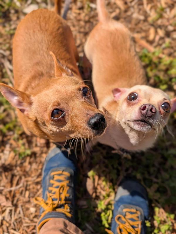 Little Bit, Adoptable, Adult Male Chihuahua.