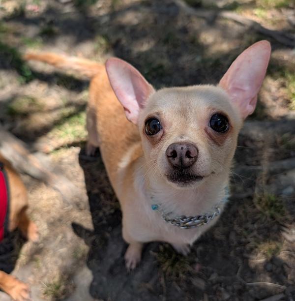 Enlarge Little Bit, a Adoptable mixed breed in Santa Rosa, CA image 2/4