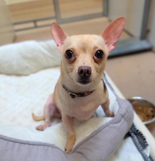 Enlarge Little Bit, a Adoptable mixed breed in Santa Rosa, CA image 3/4