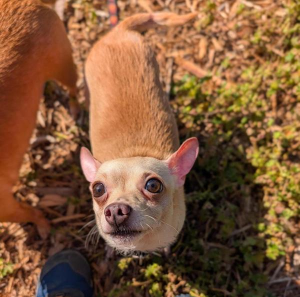 Enlarge Little Bit, a Adoptable mixed breed in Santa Rosa, CA image 4/4