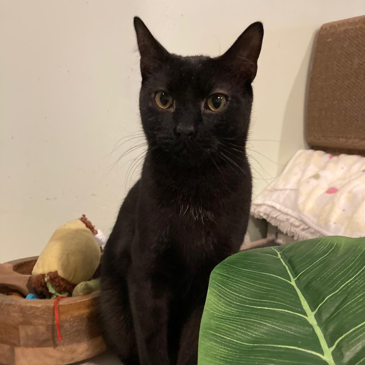 Polo, a Adoptable Domestic Short Hair in Astoria, NY image 3/3