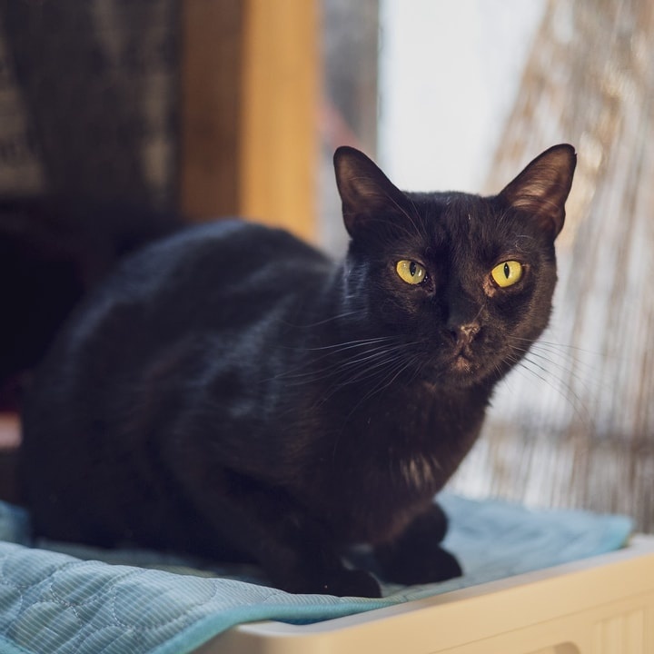 Polo, a Adoptable Domestic Short Hair in Astoria, NY image 2/3