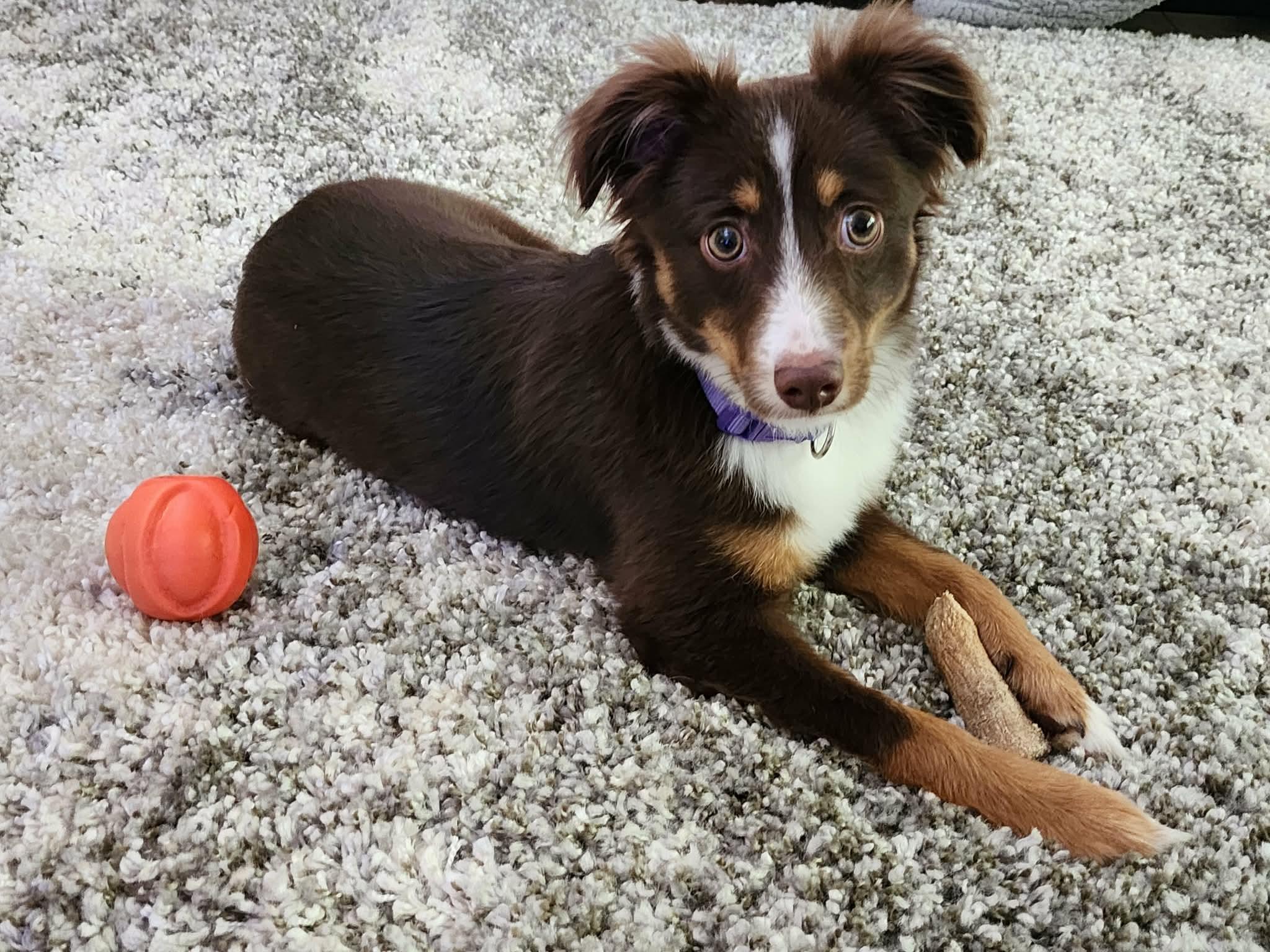 Molly, ADOPTABLE, Young Female Australian Shepherd.