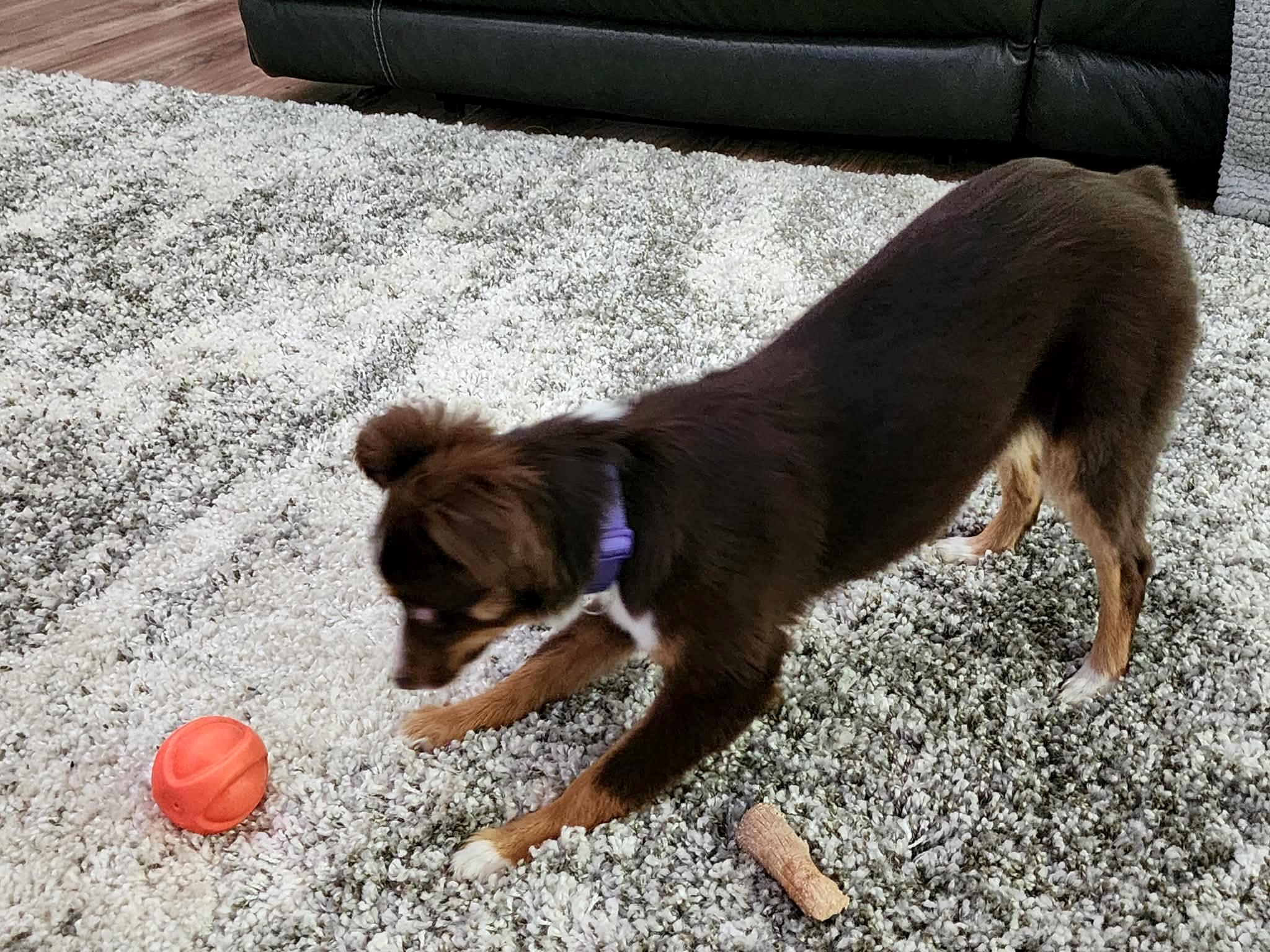 Molly, a ADOPTABLE Australian Shepherd in Baytown, TX image 3/6