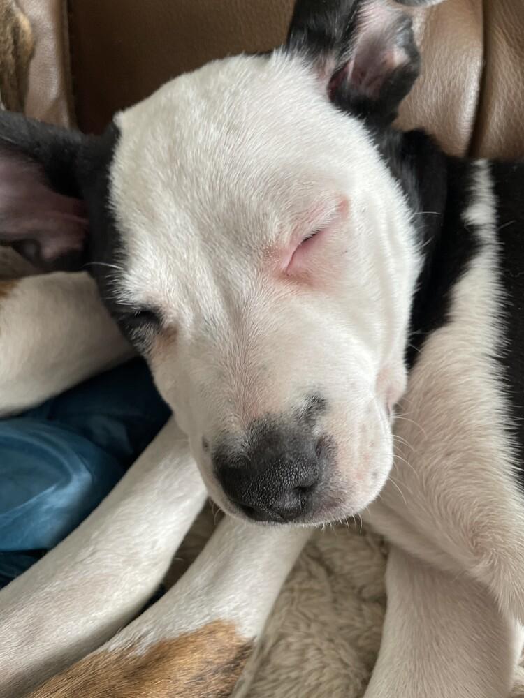 Caroline, Adoptable, Puppy Female Labrador Retriever & Border Collie.