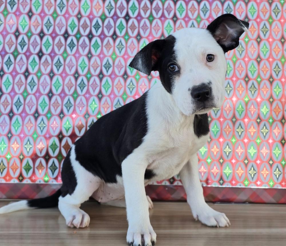 Caroline, Adoptable, Puppy Female Labrador Retriever & Border Collie.