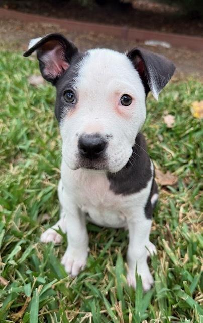 Enlarge Caroline, a Adoptable mixed breed in Sedalia, CO image 2/5