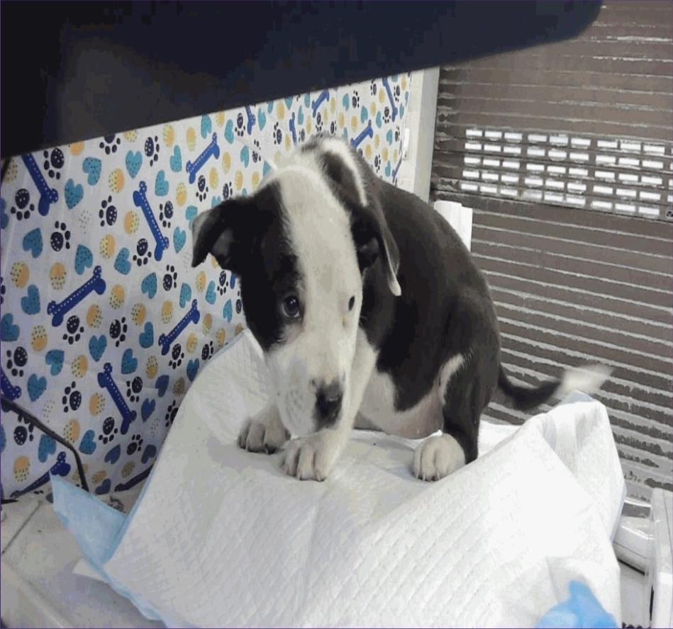 Enlarge Caroline, a Adoptable mixed breed in Sedalia, CO image 3/5