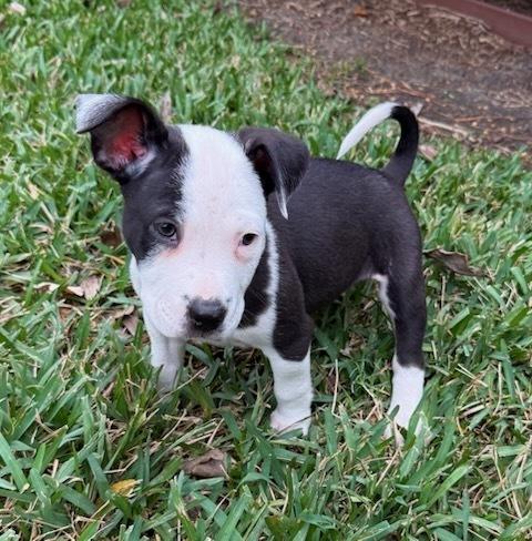 Enlarge Caroline, a Adoptable mixed breed in Sedalia, CO image 4/5