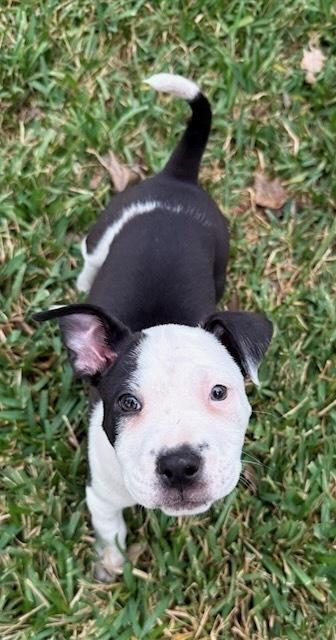 Enlarge Caroline, a Adoptable mixed breed in Sedalia, CO image 5/5