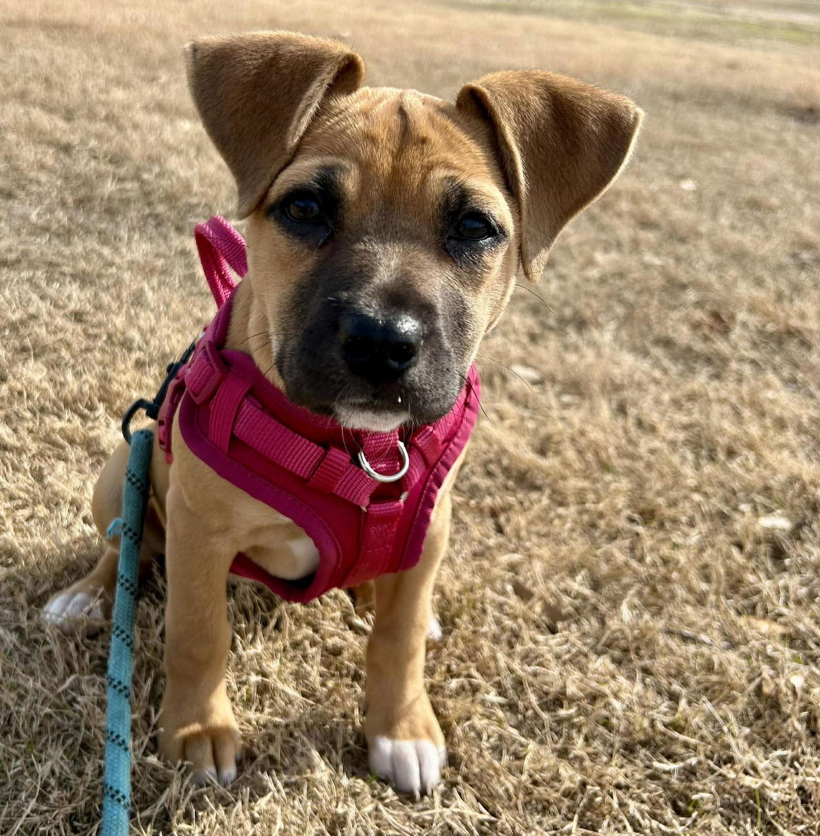 Enlarge Eve, a Adoptable Mixed Breed in Mount Pleasant, SC image 1/2