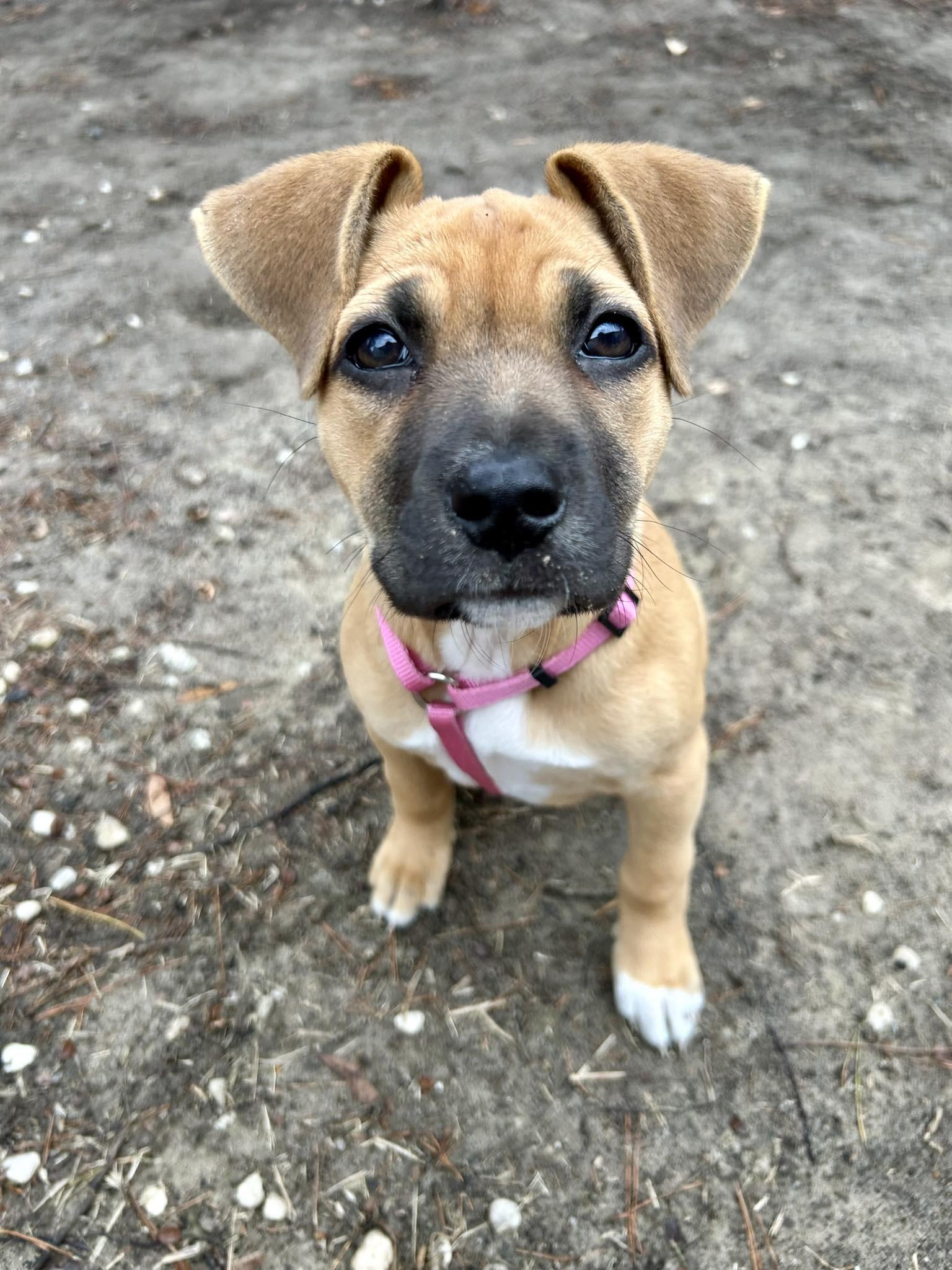 Enlarge Eve, a Adoptable Mixed Breed in Mount Pleasant, SC image 2/2