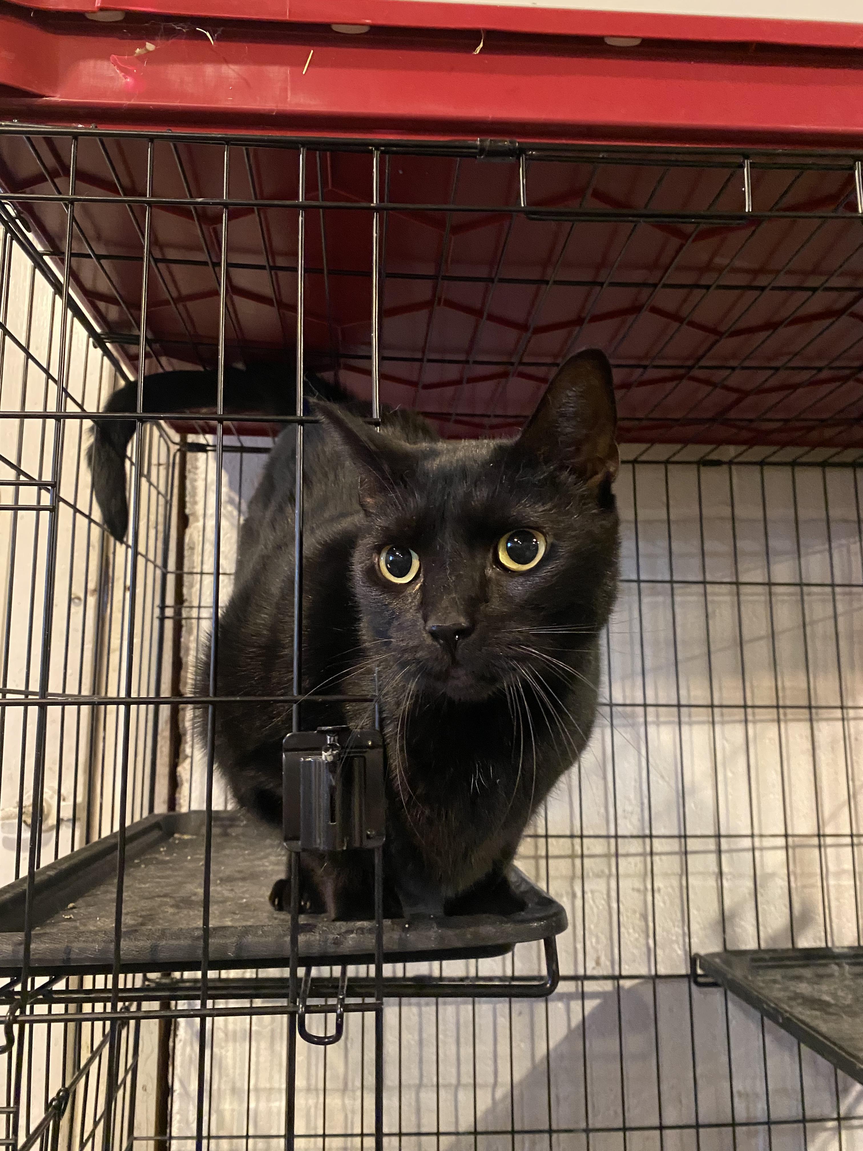 Enlarge Kevin, a Adopted Domestic Short Hair in East Haven, CT image 1/2