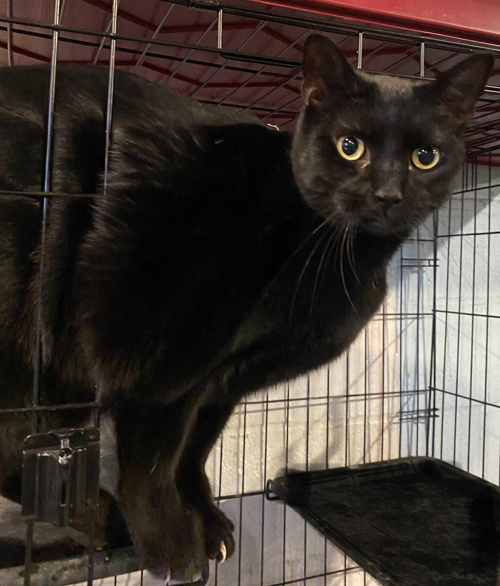 Enlarge Kevin, a Adopted Domestic Short Hair in East Haven, CT image 2/2